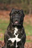 CANE CORSO 1413